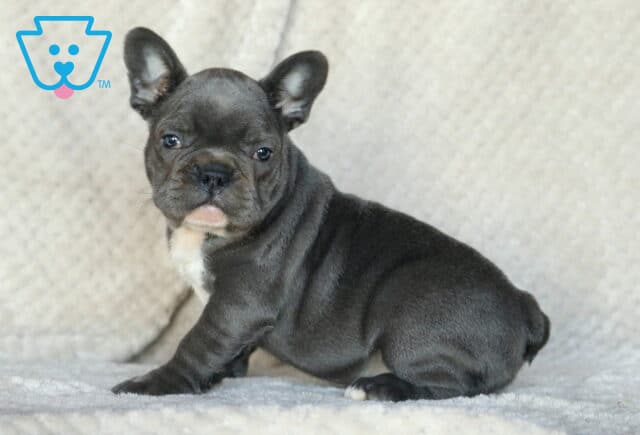 Stormy Frenchie image