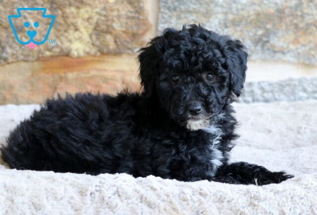 Curly black Mini Bernedoodle puppy with a white chin and chest patch, lying on a soft cream blanket in front of a stone wall. image