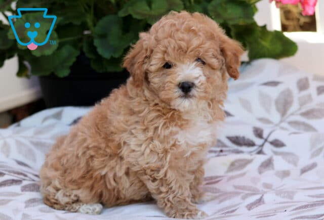 Sweetie Bichpoo image