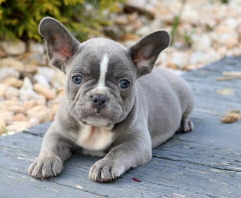 Taz Frenchie