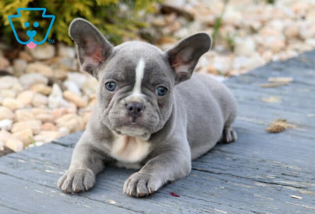 Blue French Bulldog puppy with a white chest and narrow white stripe on its forehead, lying calmly on a wooden surface next to decorative stones. image