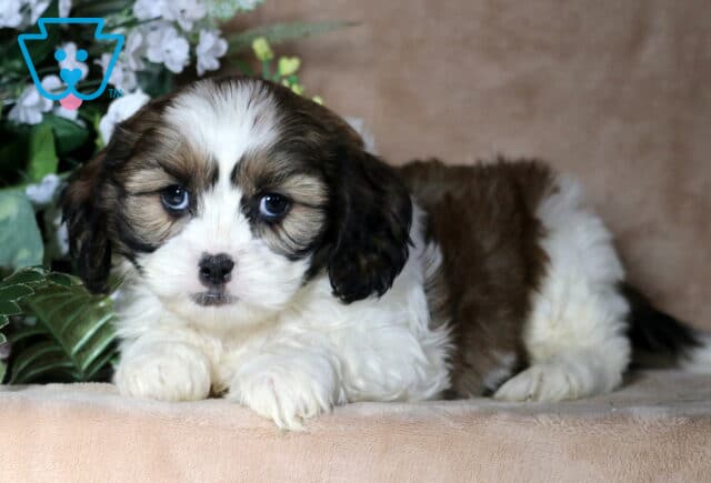 Teddy Cava Tzu image