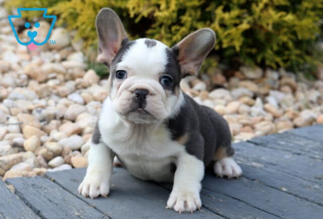 Tri-colored French Bulldog puppy sitting on a wooden deck with a bed of smooth stones and green shrubs in the background. image
