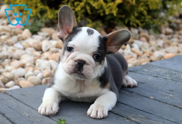 Relaxed tri-colored French Bulldog puppy with a white face, lying on a wooden deck near light-colored landscaping stones and green shrubs. image