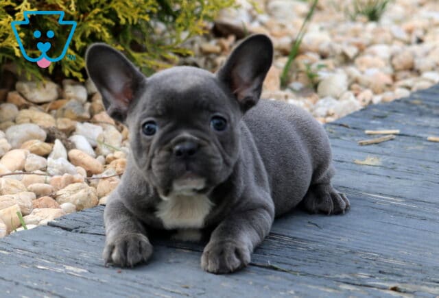 Cute blue French Bulldog puppy lying down with front paws stretched out on a wooden deck, featuring a small white patch on its chest and a stone garden in the background. image