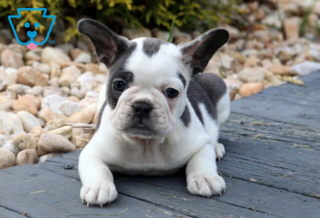 White and black French Bulldog puppy with a dark patch over one eye, lying stretched out on a wooden deck next to a bed of large decorative stones. image