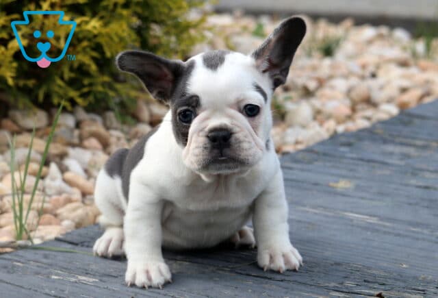White French Bulldog puppy with black patches over one eye and ear, sitting upright on a wooden deck with light-colored stones and greenery in the background. image