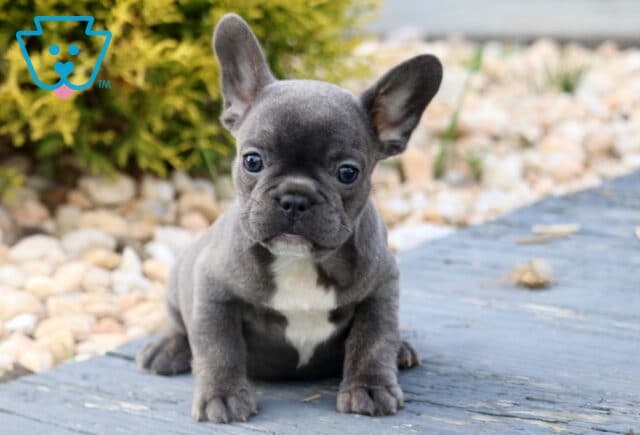 Alert blue French Bulldog puppy with a white patch on its chest, sitting attentively on a wooden surface with a backdrop of stones and greenery. image