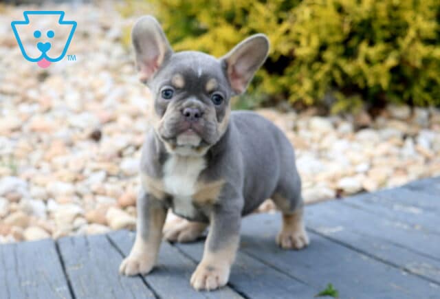 Playful blue and tan French Bulldog puppy standing alert on a wooden deck, with tan markings above the eyes and on the chest, surrounded by a rocky garden area. image