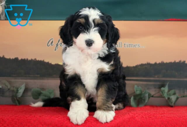 Tonka Mini Bernedoodle image
