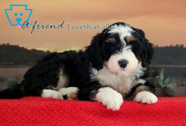 Tonka Mini Bernedoodle2 image