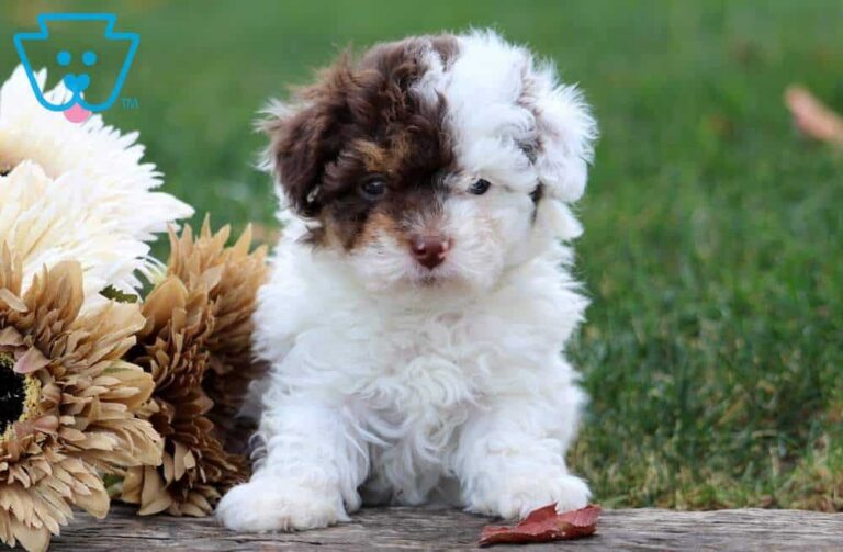 Toy Poodle