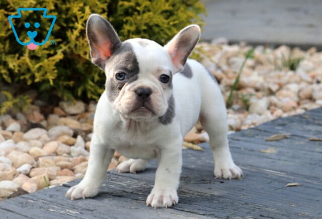 White French Bulldog puppy with gray patches and large upright ears, standing alert on a wooden deck with a stone-covered yard and shrubs in the background. image