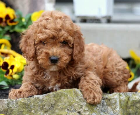 Violet Cavapoo2