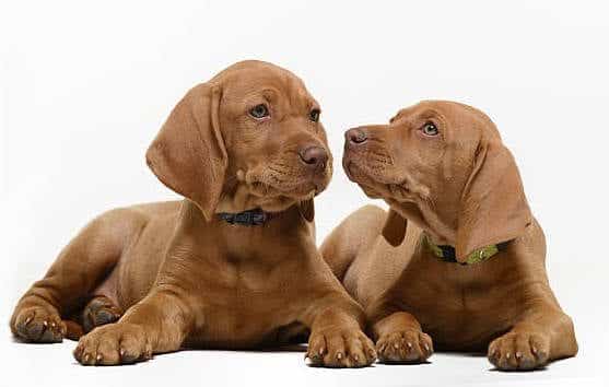 Vizsla Puppies