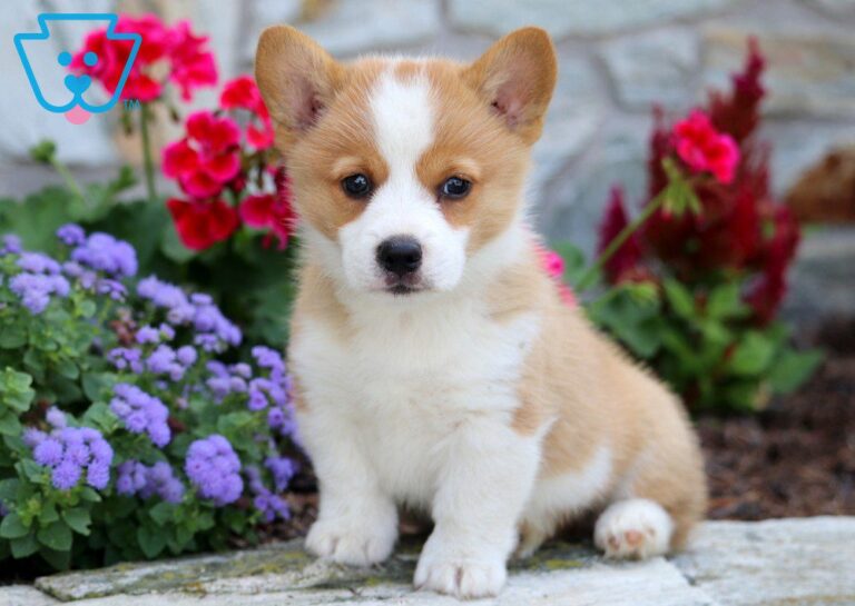 Welsh Corgi