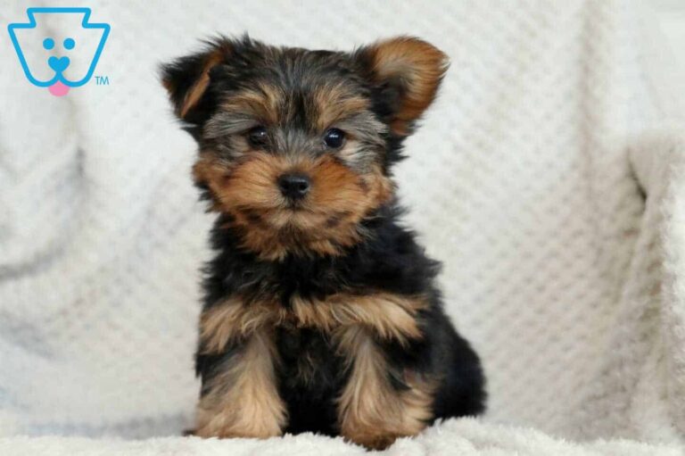 Yorkie Puppy