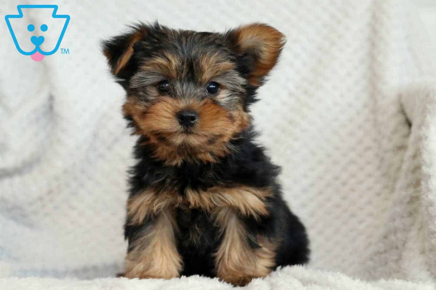 Find Your Puppy in Raleigh - Safe Puppy Delivery | Keystone Puppies