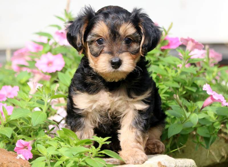 Yorkiepoo Puppy
