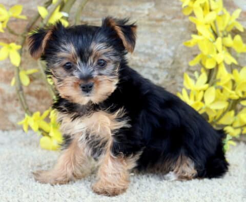 Zella Yorkie2