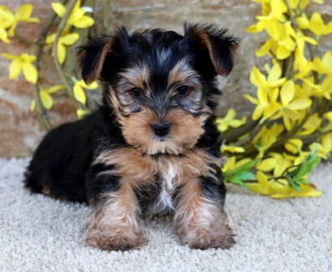 Zoey Yorkie