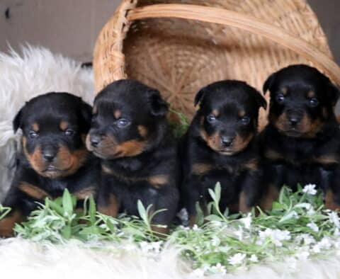 Four male Rottweiler puppies posed together in front of a tipped-over basket with white flowers around them.