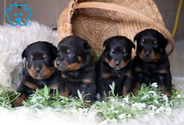 Four male Rottweiler puppies posed together in front of a tipped-over basket with white flowers around them. image