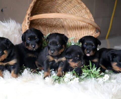 Adorable group of six female Rottweiler puppies sitting together on a fluffy white rug with greenery and a tipped-over wicker basket in the background.
