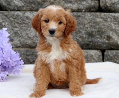 Abby Mini Goldendoodle