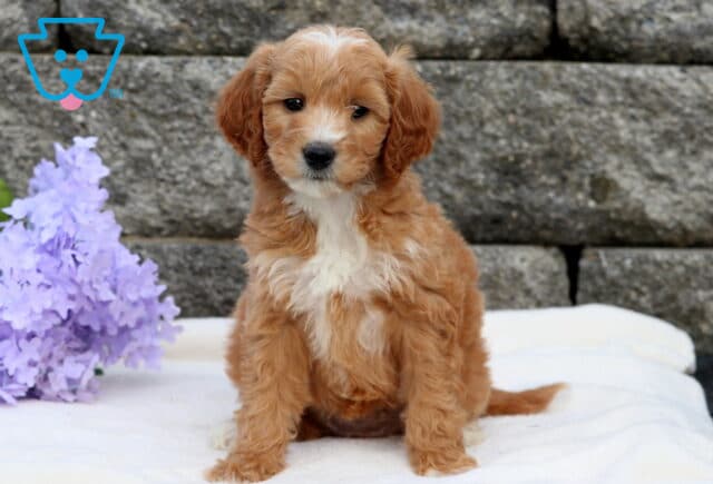 Abby Mini Goldendoodle image