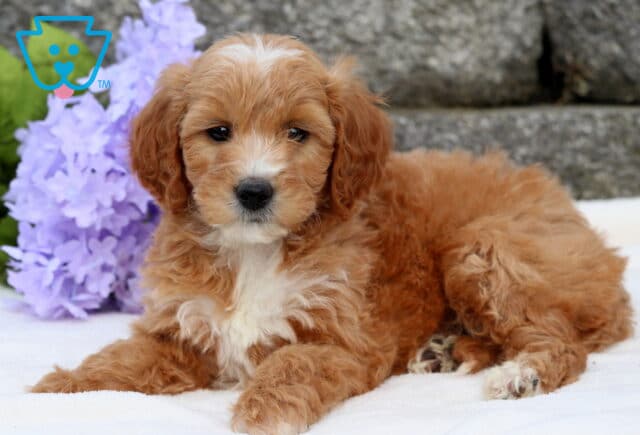 Abby Mini Goldendoodle2 image