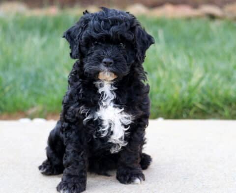Aiden Cavapoo