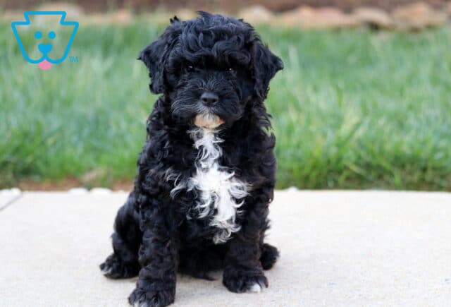 Small Cavapoo puppy with tight black curls and a bold white chest marking sitting on a sidewalk, posing sweetly in front of a grassy backdrop. image