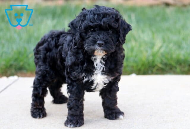 Fluffy black Cavapoo puppy with a curly coat and a white chest patch standing on a sidewalk, looking forward with a calm expression and green grass behind. image