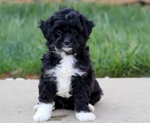 Aj Cavapoo