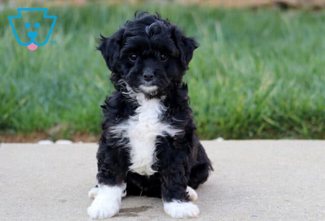 Aj Cavapoo image