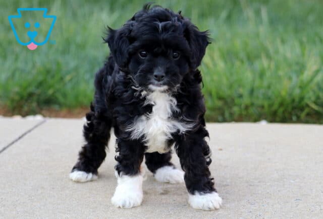 Aj Cavapoo2 image