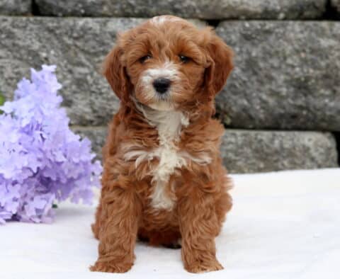 Alabama Mini Goldendoodle