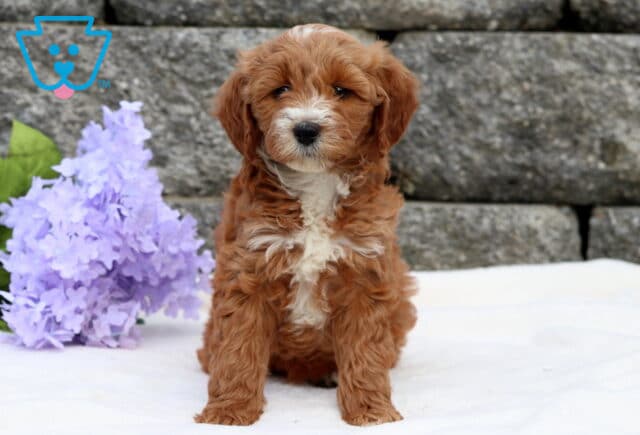 Curly-coated Mini Goldendoodle puppy with a reddish-brown coat and white chest sitting sweetly in front of a stone wall and lavender-colored flowers. image