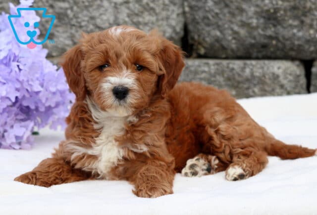 Relaxed Mini Goldendoodle puppy with a soft reddish coat and white markings on the chest and paws lying on a light surface beside pastel purple flowers and a stone wall. image