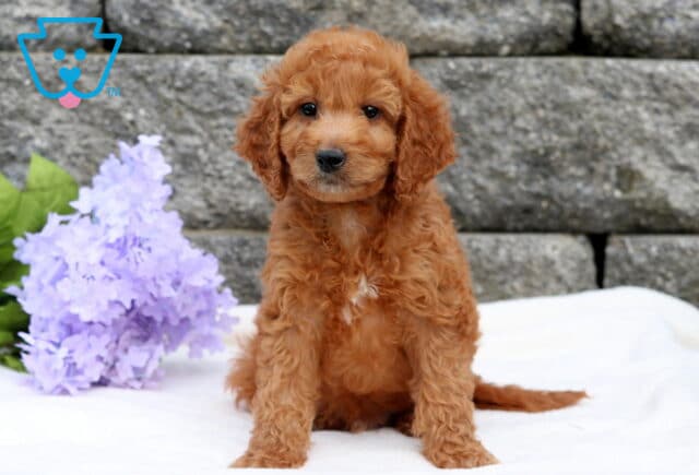 Alaska Mini Goldendoodle image