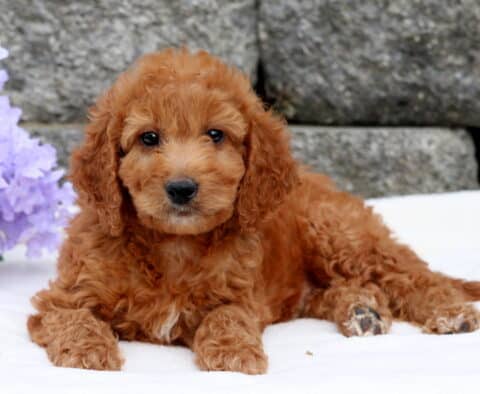 Alaska Mini Goldendoodle2