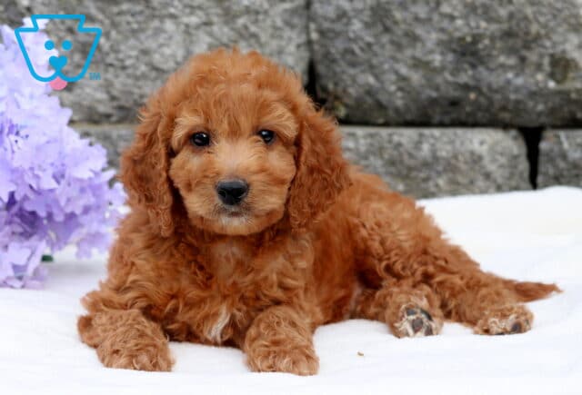 Alaska Mini Goldendoodle2 image