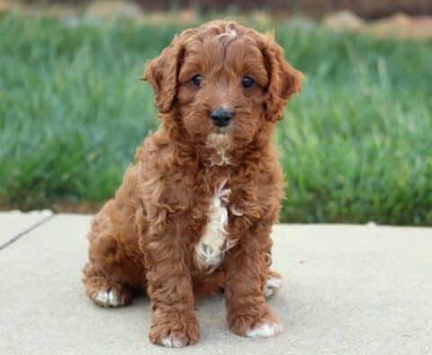 Alexander Cavapoo