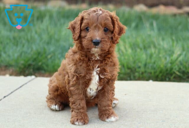 Alexander Cavapoo image