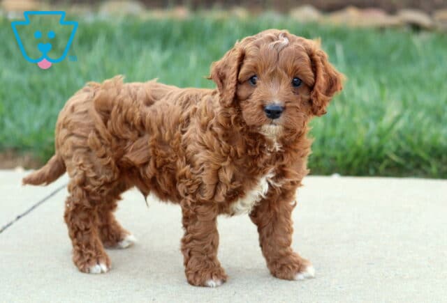 Alexander Cavapoo2 image