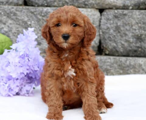 Alley Mini Goldendoodle