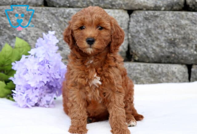 Alley Mini Goldendoodle image