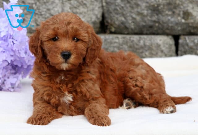 Alley Mini Goldendoodle2 image