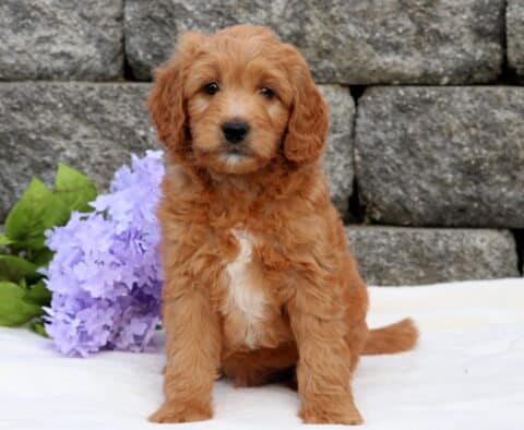 Anchor Mini Goldendoodle